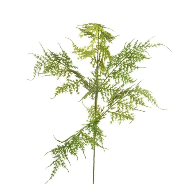 Spring^CRI Asparagus Fern Spray
