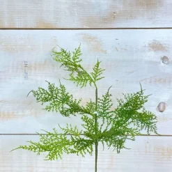 Spring Sprays^CRI Asparagus Fern Spray
