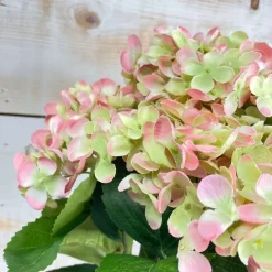 Spring^CRI Blush And Green Hydrangea Bush