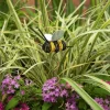 Pot Stakes^The Round Top Collection Bumble Bee Floral Pick