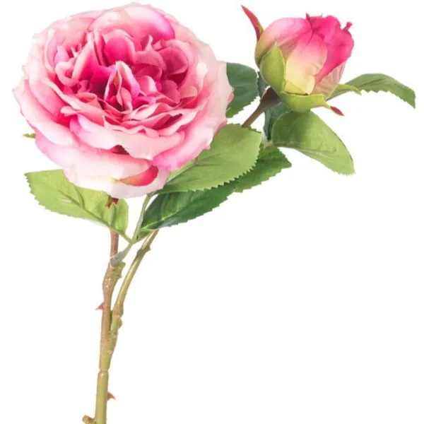 Spring^CRI Cabbage Rose Pick, Dark Pink