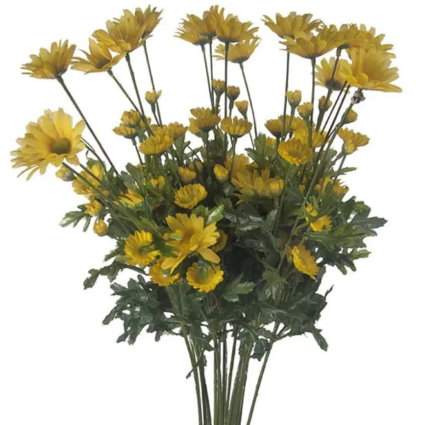 Floral Decor^CRI Daisy Bundle