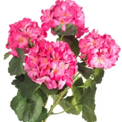 Spring^CRI Geranium Bundle, Dark Pink