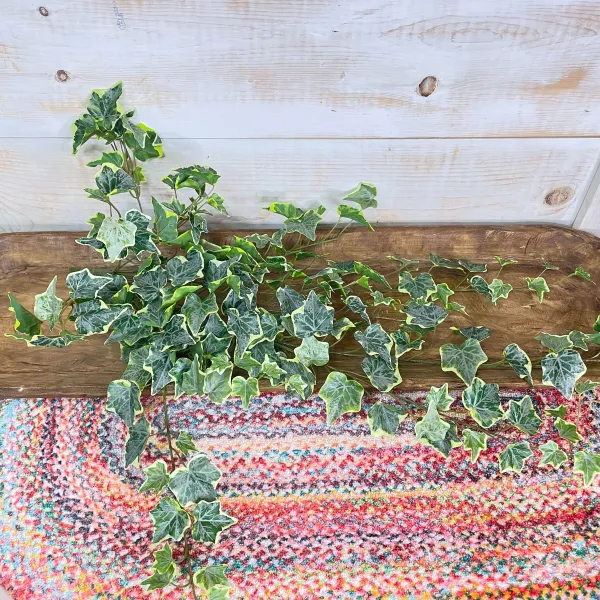 Spring^CRI Hanging Ivy Varigated, 28"