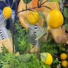 Sprays^Direct Export Co. Lemon Branch