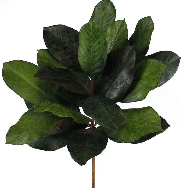 Floral^Craig Bachman Magnolia Leaf Bush Pick