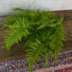 Picks^CRI Medium Boston Fern