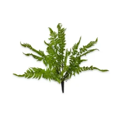 Spring^CRI Medium Boston Fern