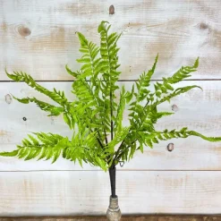 Spring^CRI Medium Boston Fern