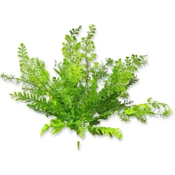 Spring^CRI Mixed Greens Spray