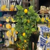 Spring^CRI Mixed Lemondrop 30"