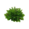 Focal Points^Liberty Floral Plastic Pine Half Ball