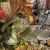 Floral Decor^Creative Coop Platinum Glitter Magnolia Leaf Spray
