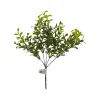 Floral^CRI Privet Bush