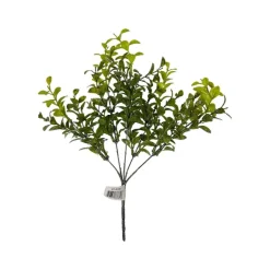 Floral^CRI Privet Bush