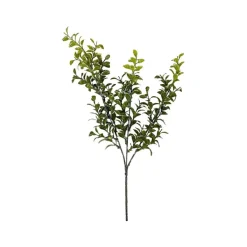 Picks^CRI Privet Leaf Spring Green 27