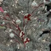 Floral^Direct Export Co. Red And White Glitter Peppermint Grass Spray