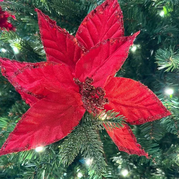 Floral^Craig Bachman Red Textured Poinsettia