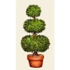 Party Diy^Hester & Cook Topiary Guest Napkin Set