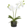 Spring^Two's Company White Butterfly Orchid