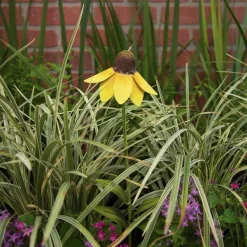 Pot Stakes^The Round Top Collection Wildflower Mexican Hat Flower Stake