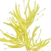 Spring Sprays^Craig Bachman Yellow Whisp Spray